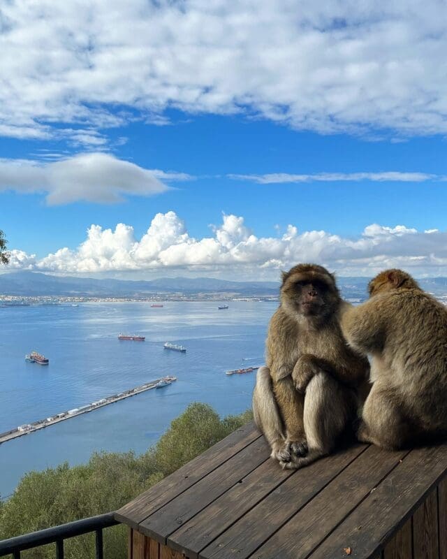 two monkeys near the ocean